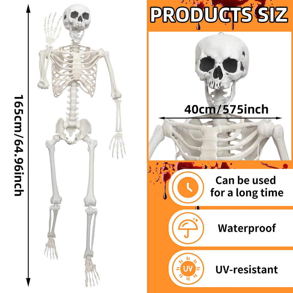Life Size Posable Skeleton O985926