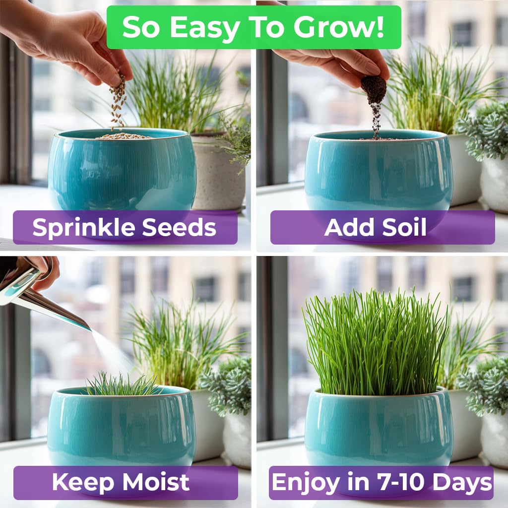 Cat Grass & Catnip Seeds 3 Pack Variety Kit E89539