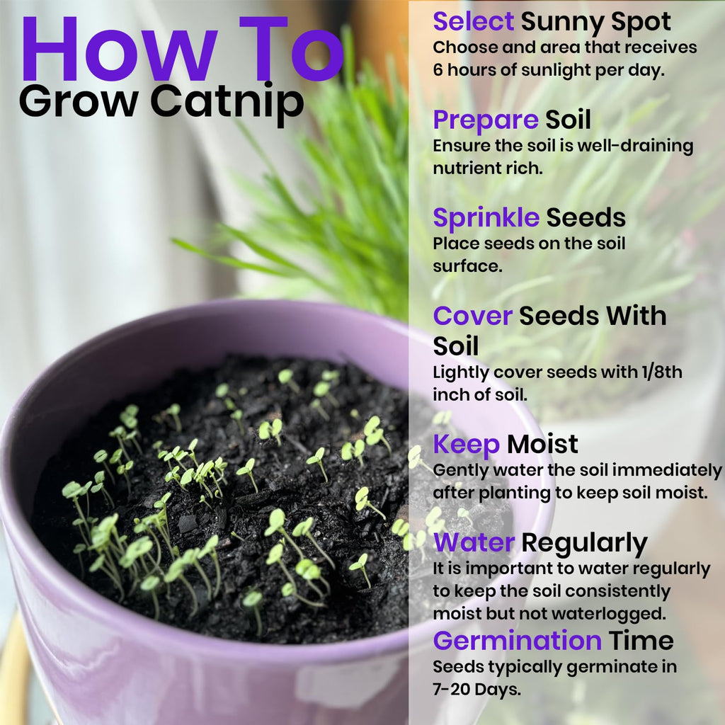 Cat Grass & Catnip Seeds 3 Pack Variety Kit E89539