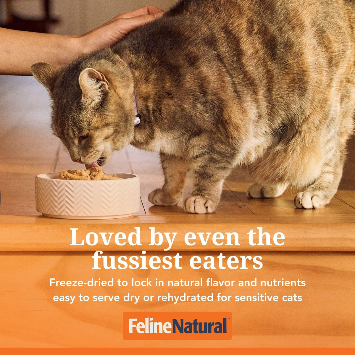 High Protein Freeze Dried Cat Food I69137