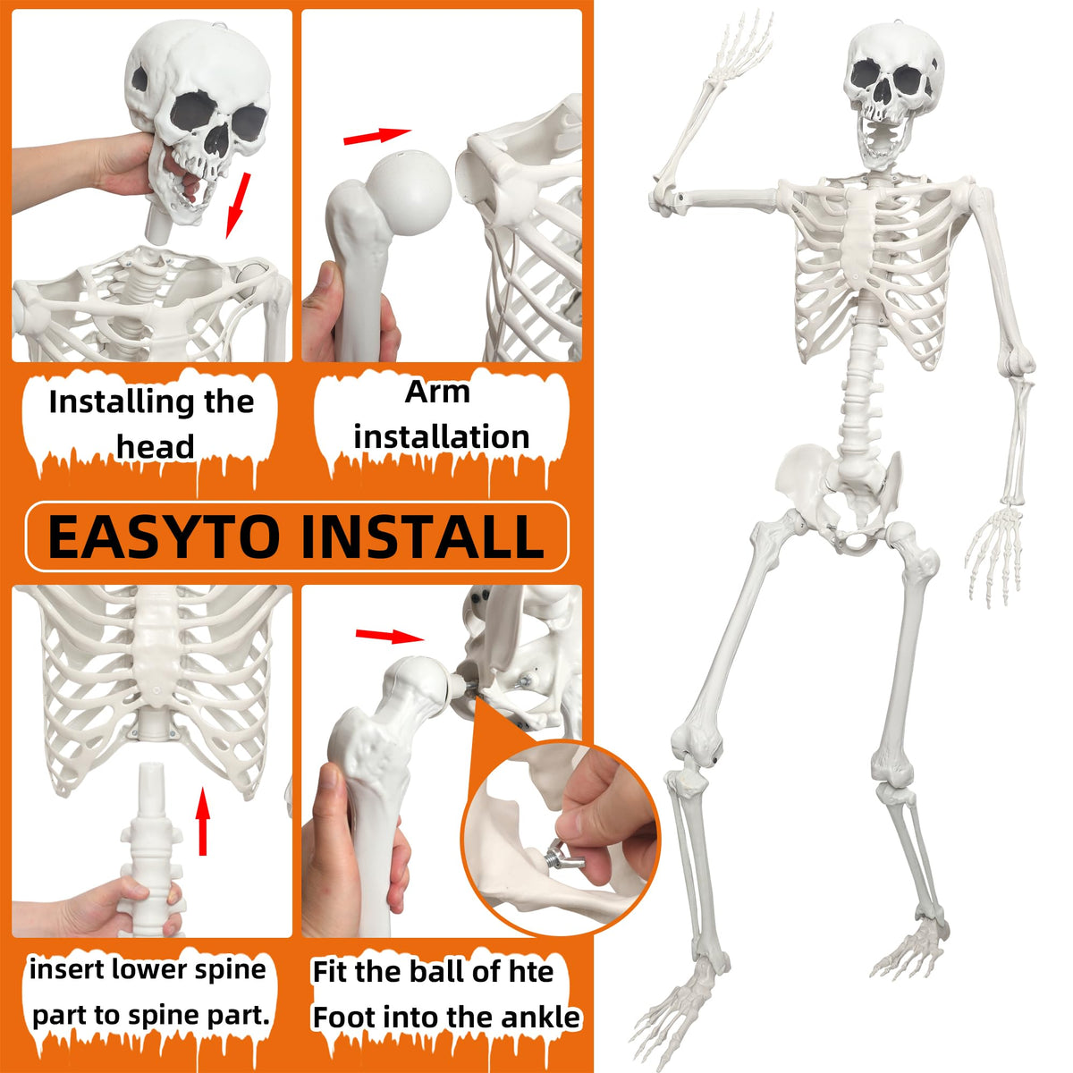 Life Size Posable Skeleton O985926