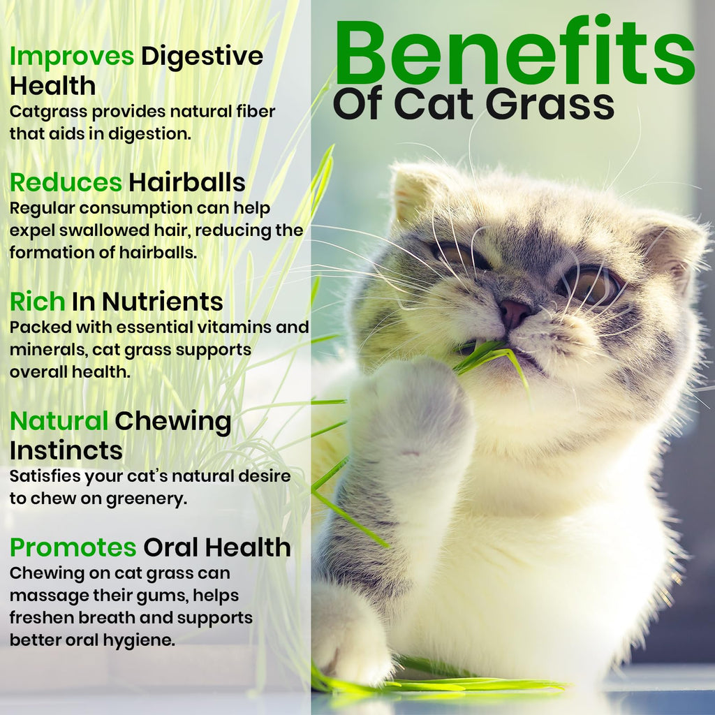 Cat Grass & Catnip Seeds 3 Pack Variety Kit E89539