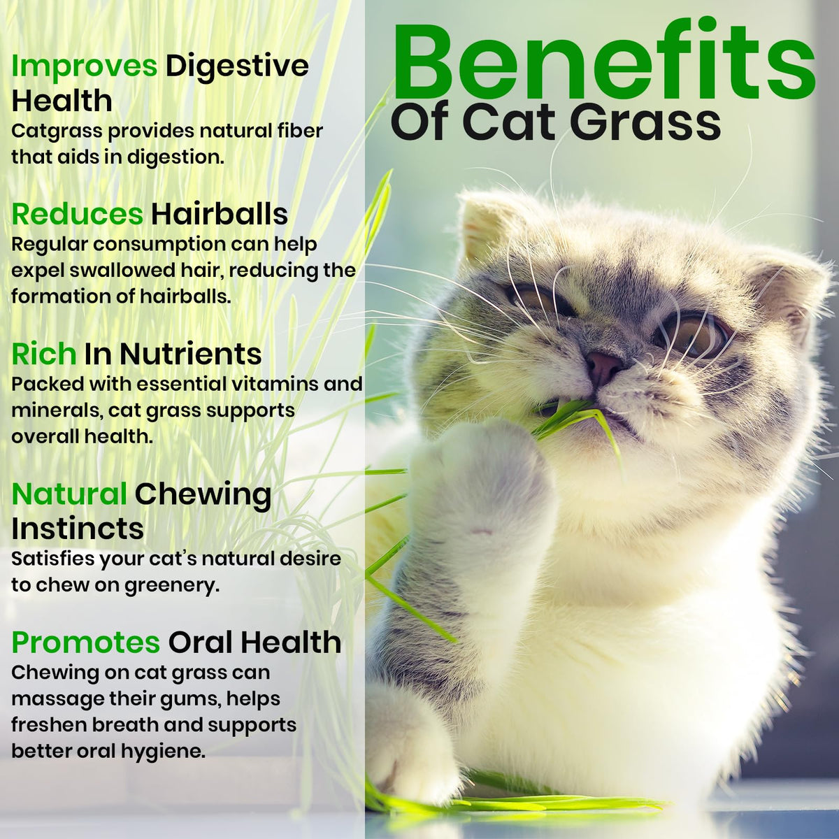 Cat Grass & Catnip Seeds 3 Pack Variety Kit E89539